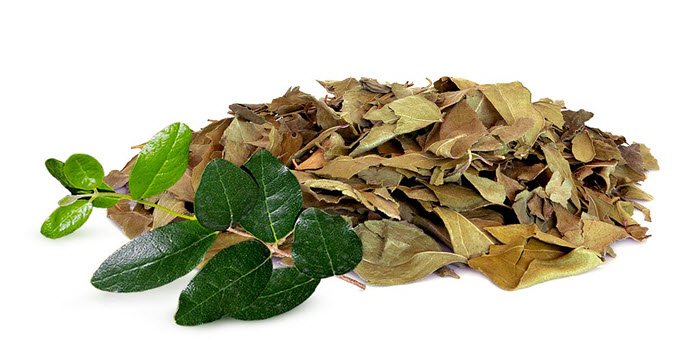 boldo leaves