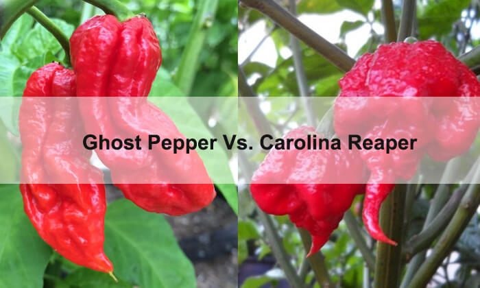 ghost pepper vs carolina reaper flavor