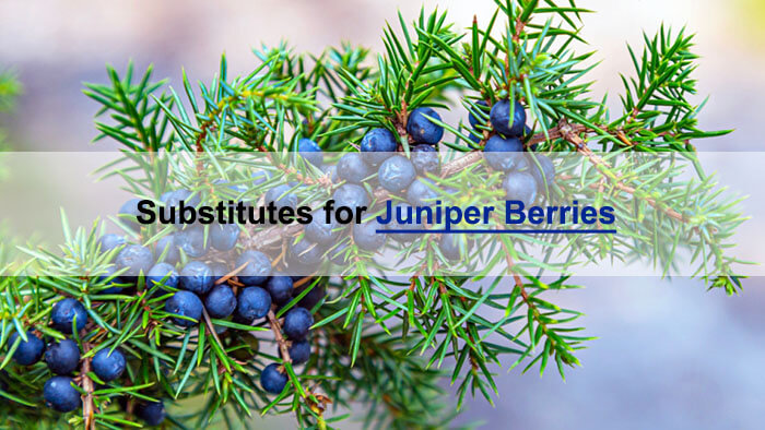 juniper berry sub