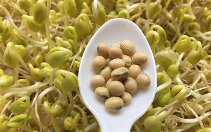 soybean sprout
