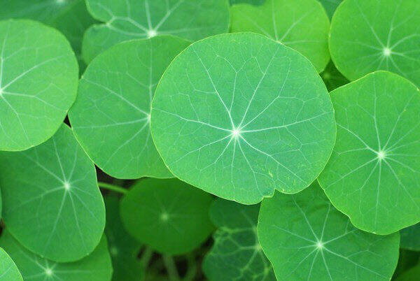 nasturtium leaves