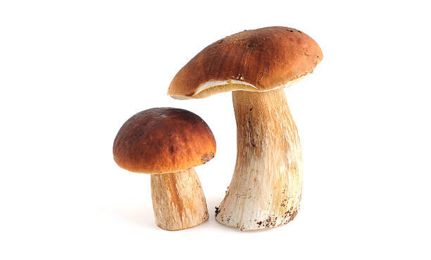 porcini mushrooms
