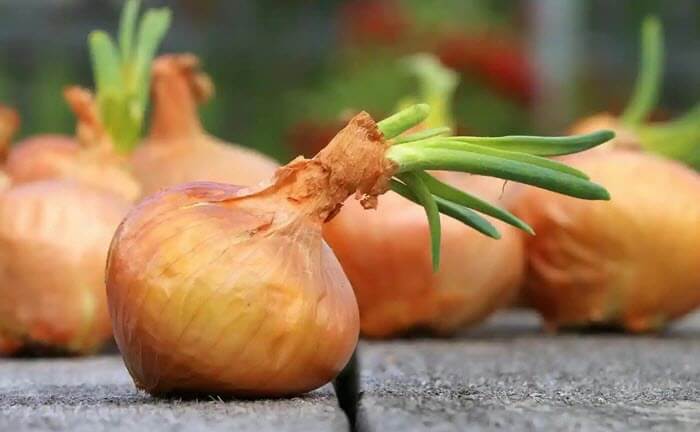 bulb onion