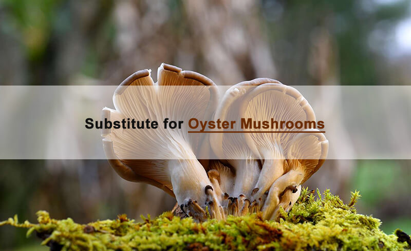 substitute for oyster mushrooms