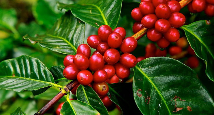 colombian coffee cherry beans