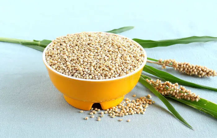 sorghum