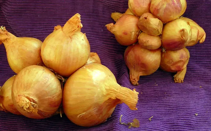 yellow potato onion