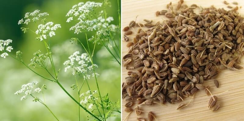 anise plant and seed