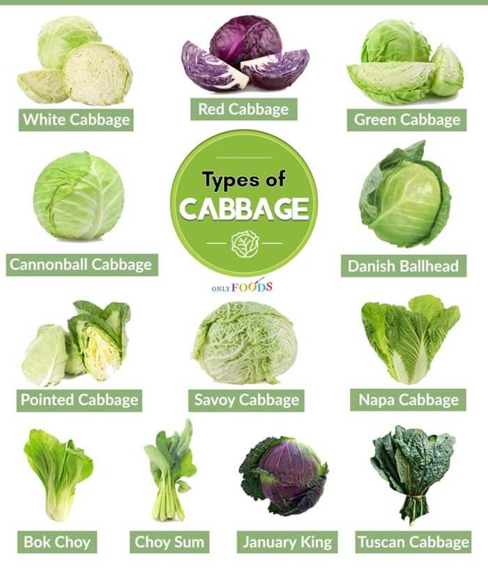 cabbage types