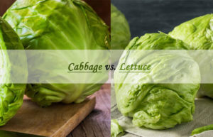 cabbage vs lettuce