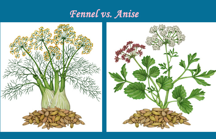 fennel vs anise