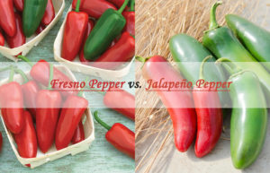fresno pepper vs jalapeno